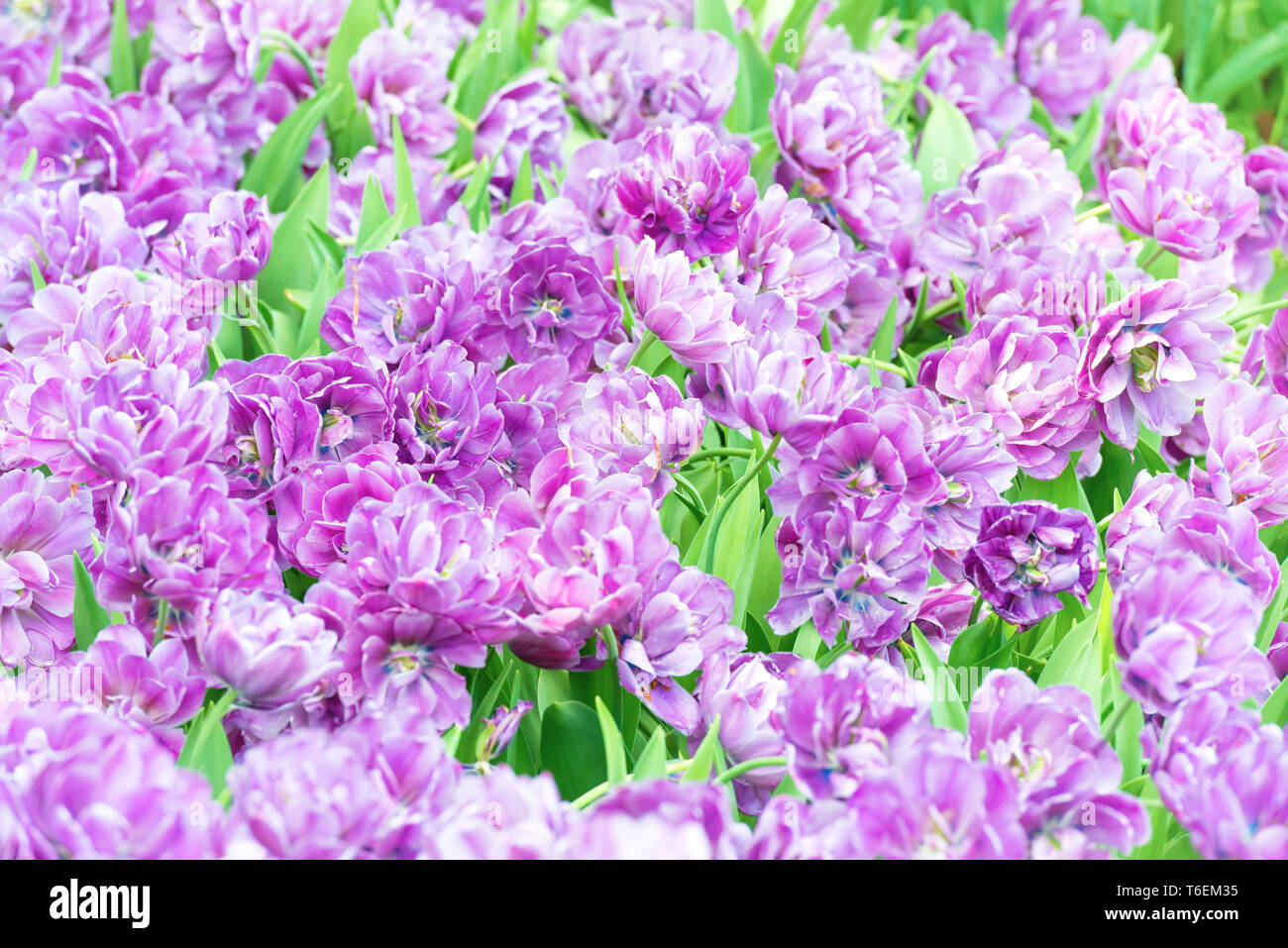 Lila Blumen Tulpen als natürliche Textur Stockfoto