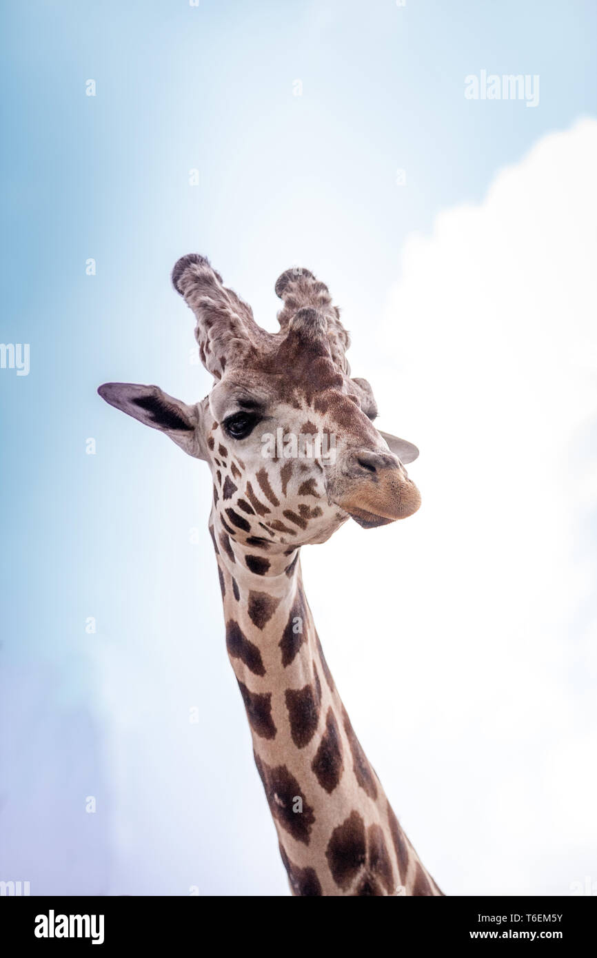 Neugierig und freundlich Netzgiraffe Giraffa Camelopardalis reticulata Stockfoto