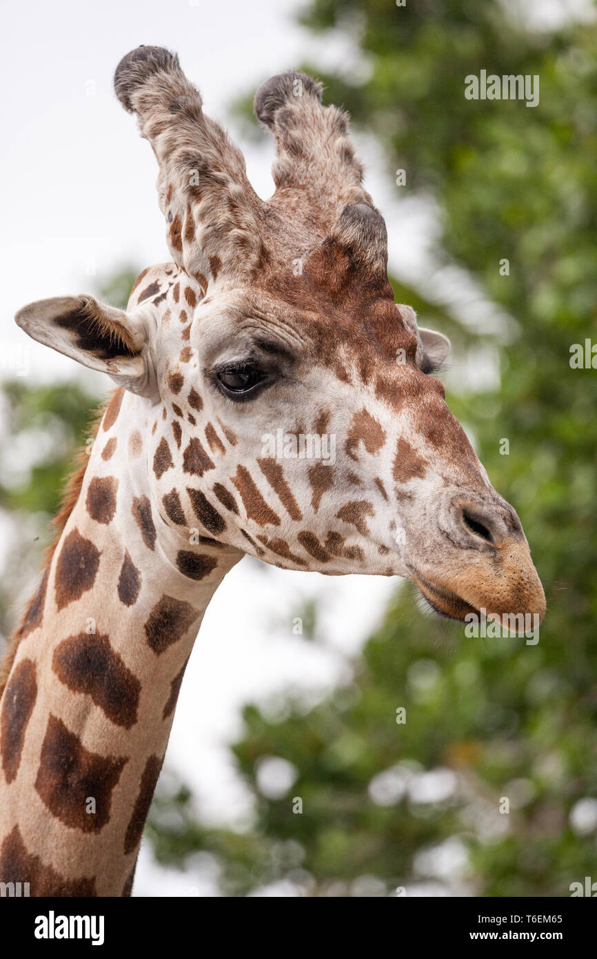 Neugierig und freundlich Netzgiraffe Giraffa Camelopardalis reticulata Stockfoto
