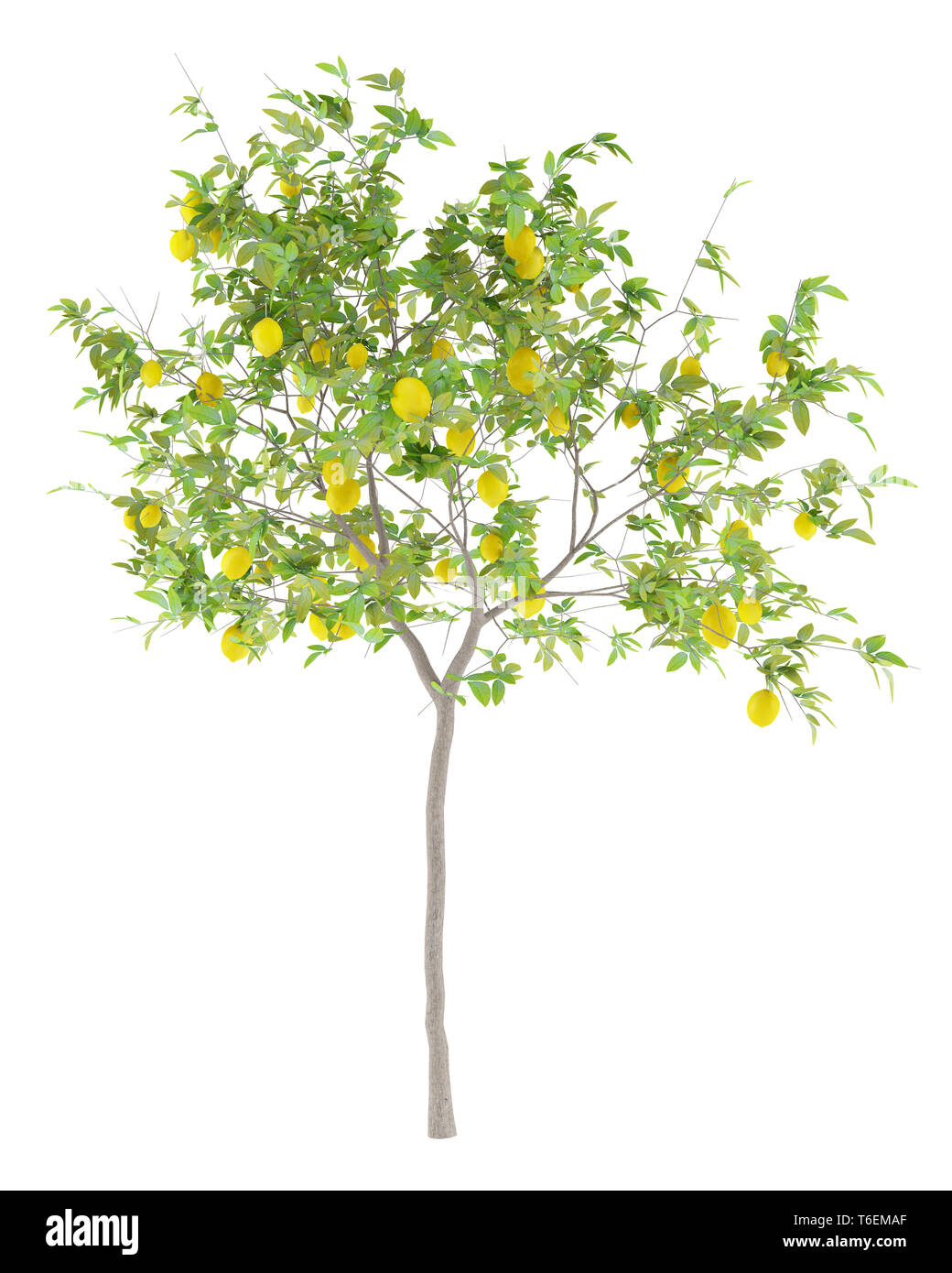 Lemon Tree mit Zitronen auf weißem Hintergrund Stockfoto