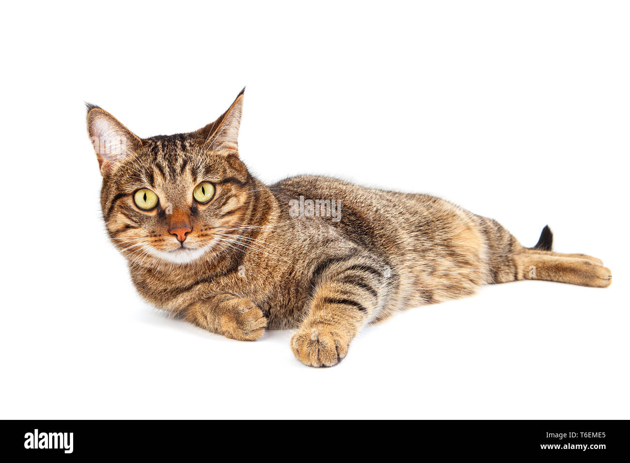 Tabby Katze mit gelben Augen Stockfoto