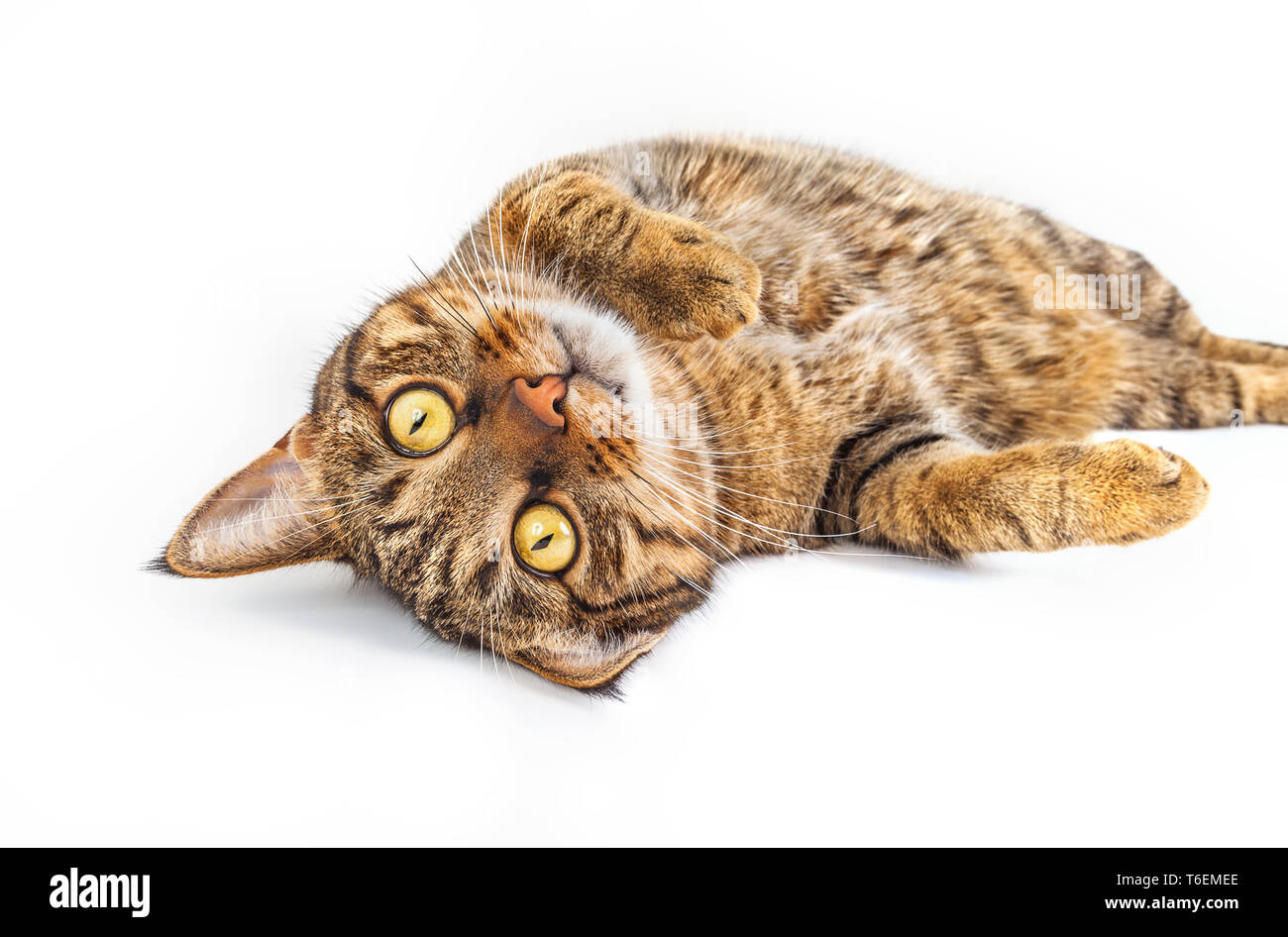 Tabby Katze mit gelben Augen Stockfoto