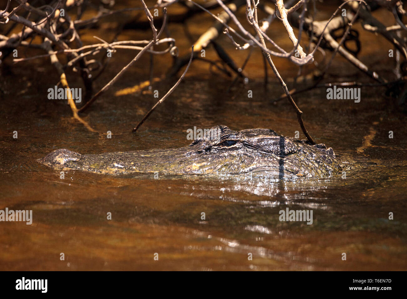 Junge amerikanische Alligator mississippiensis in einer Wasserstraße lauern Stockfoto
