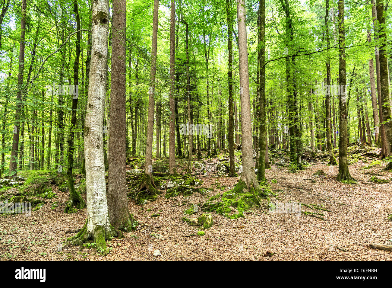 Schönes, grünes Holz in der Schweiz Stockfoto