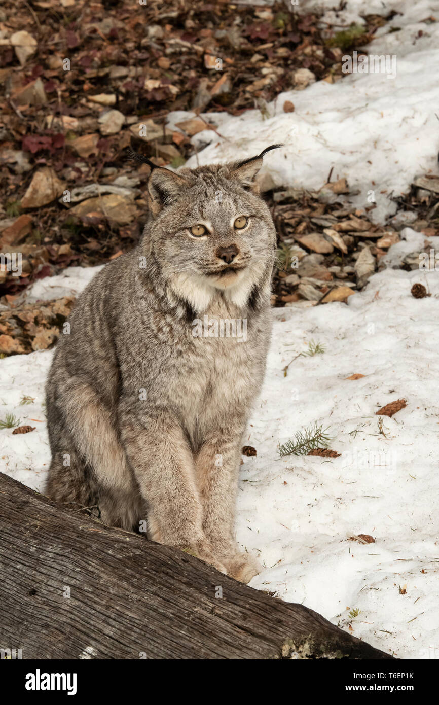 Nordamerika; USA; Montana; Tierwelt; Säugetiere; Fleischfresser; Katzen; wilde Katzen; Kanada; Lynx lynx canadensis: Stockfoto