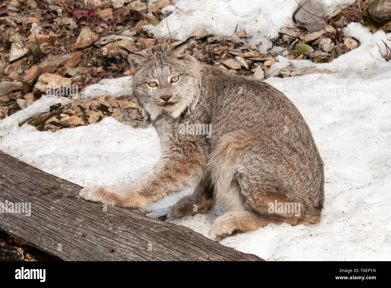 Nordamerika; USA; Montana; Tierwelt; Säugetiere; Fleischfresser; Katzen; wilde Katzen; Kanada; Lynx lynx canadensis: Stockfoto