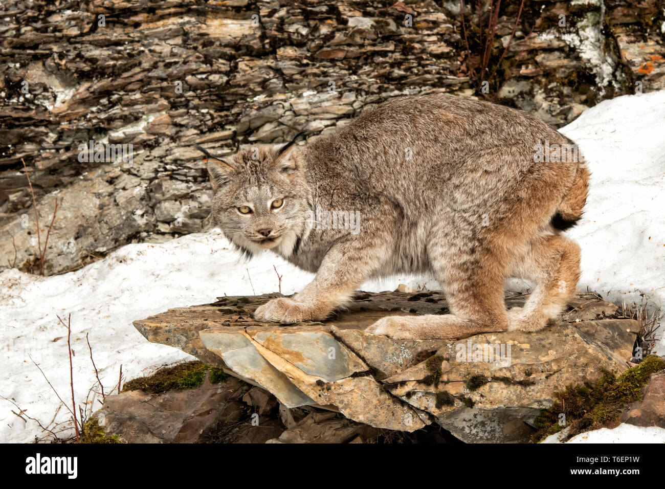 Nordamerika; USA; Montana; Tierwelt; Säugetiere; Fleischfresser; Katzen; wilde Katzen; Kanada; Lynx lynx canadensis: Stockfoto