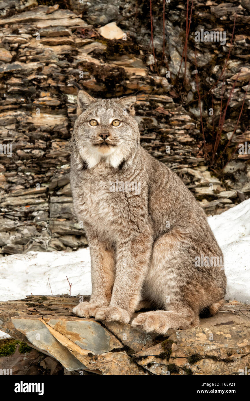 Nordamerika; USA; Montana; Tierwelt; Säugetiere; Fleischfresser; Katzen; wilde Katzen; Kanada; Lynx lynx canadensis: Stockfoto