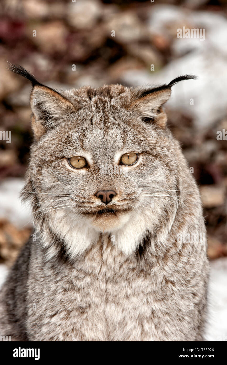Nordamerika; USA; Montana; Tierwelt; Säugetiere; Fleischfresser; Katzen; wilde Katzen; Kanada; Lynx lynx canadensis: Stockfoto