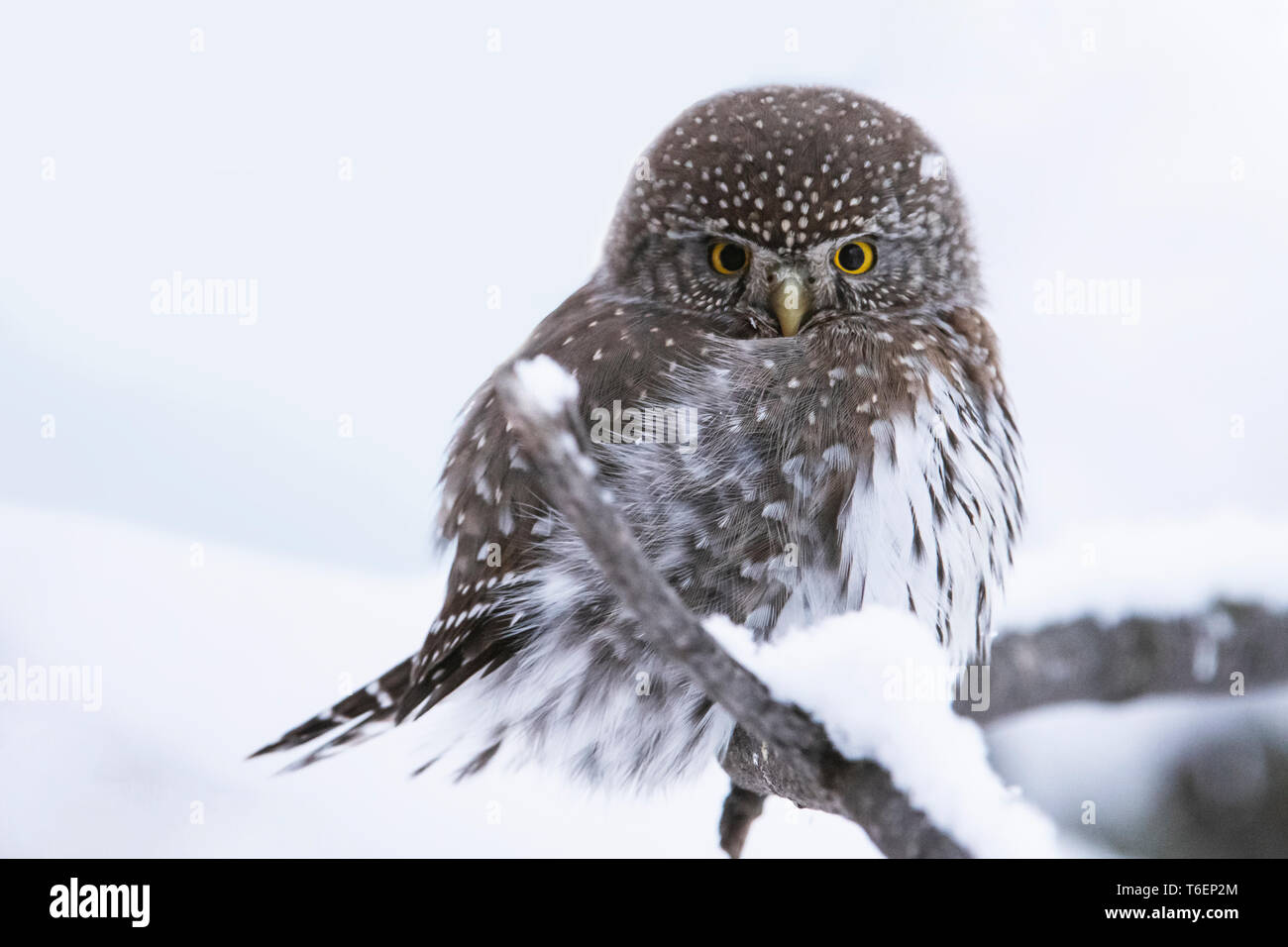Nordamerika; USA; Montana; Tierwelt; Vögel; Raubfische; nördliche Sperlingskauz, Glaucidium gnoma Stockfoto