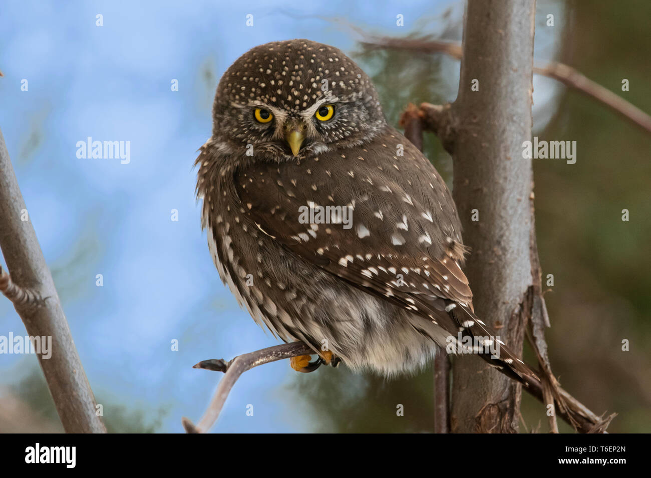 Nordamerika; USA; Montana; Tierwelt; Vögel; Raubfische; nördliche Sperlingskauz, Glaucidium gnoma Stockfoto