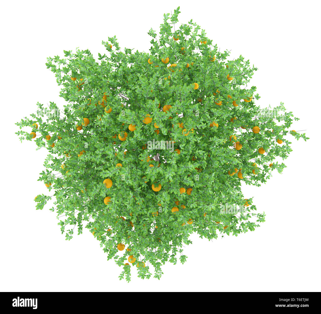 Orange Tree mit Orangen auf weißem Hintergrund. top View Stockfoto