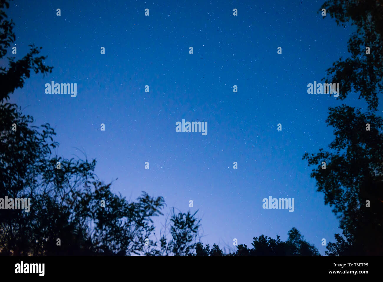 Sonnenuntergang und die Nacht dunkel blauen Himmel im Wald Stockfoto