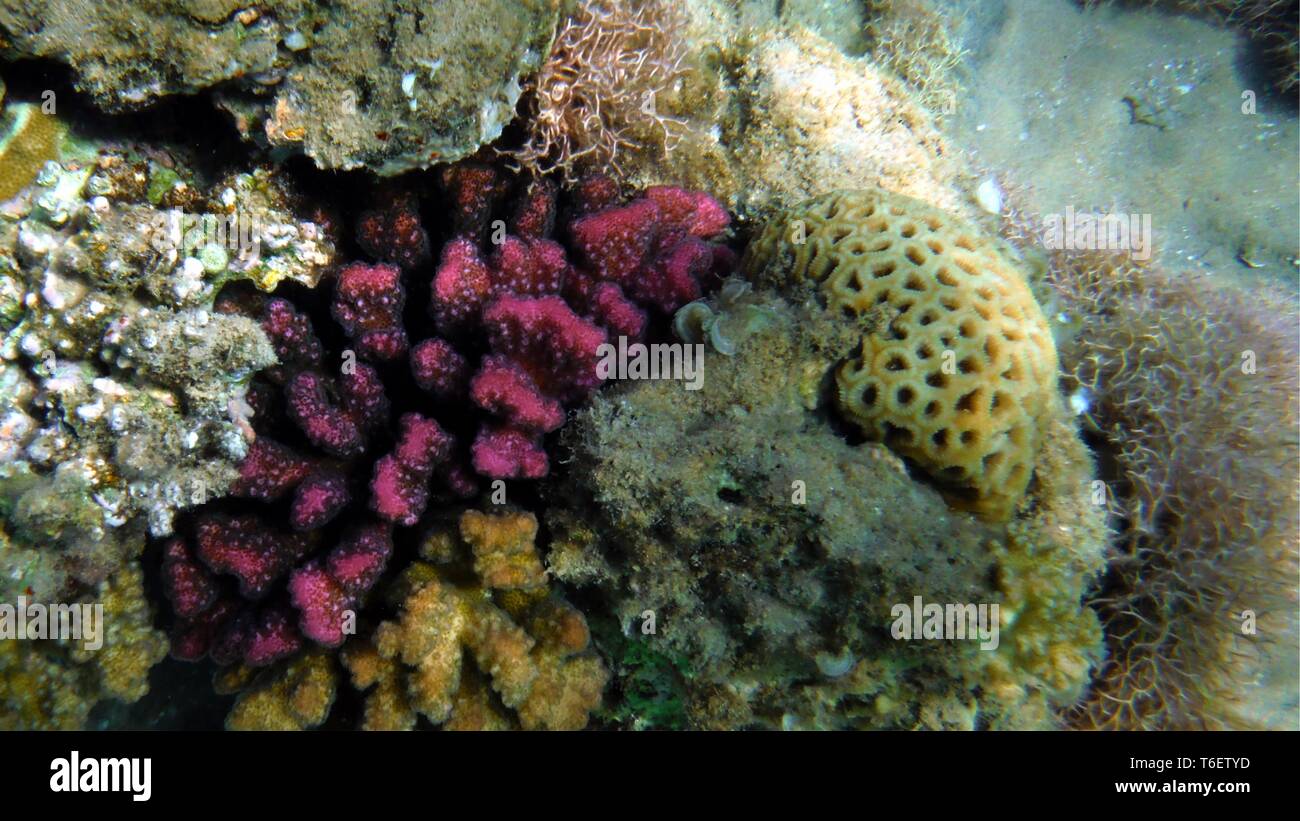 Bunte Fische unter Wasser Stockfoto