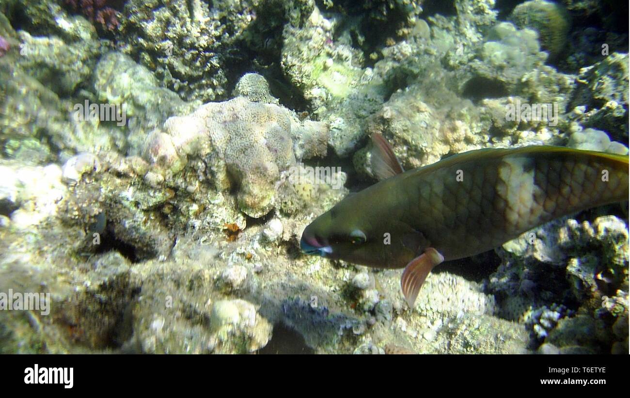 Bunte Fische unter Wasser Stockfoto