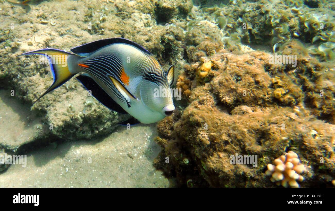Bunte Fische unter Wasser Stockfoto