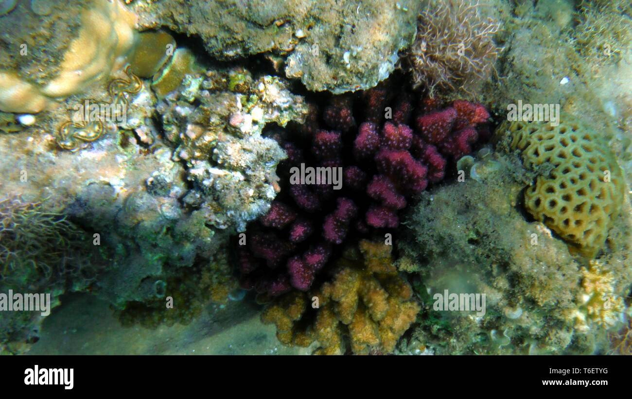 Farbenfrohe Muschel und Korallen im Wasser Stockfoto