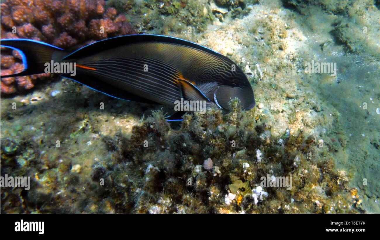 Bunte Fische unter Wasser Stockfoto