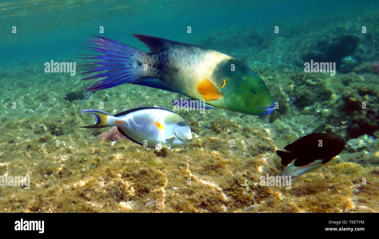 Bunte Fische unter Wasser Stockfoto