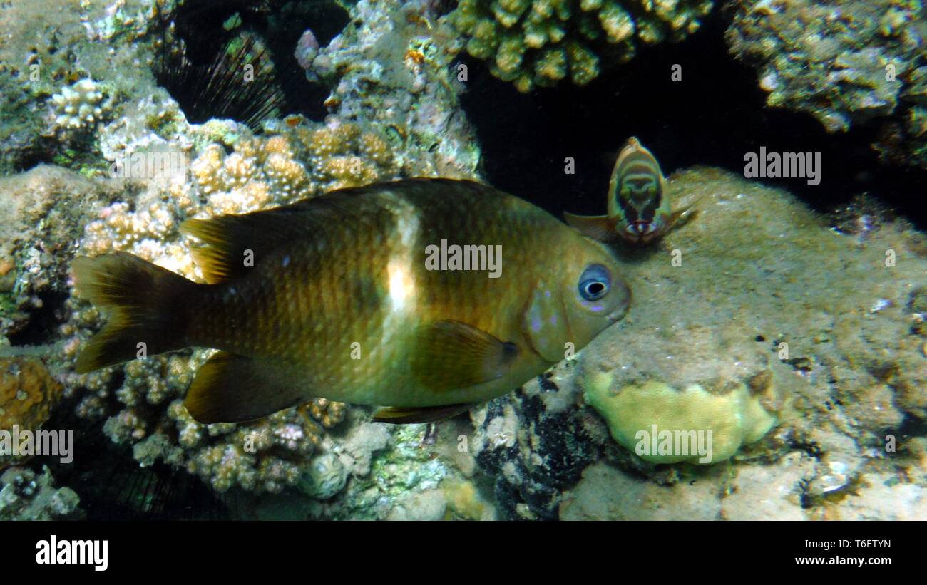Bunte Fische unter Wasser Stockfoto