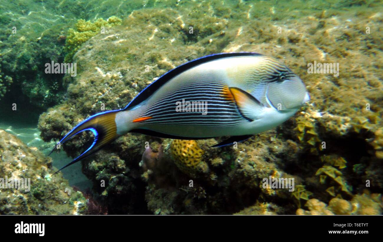 Bunte Fische unter Wasser Stockfoto