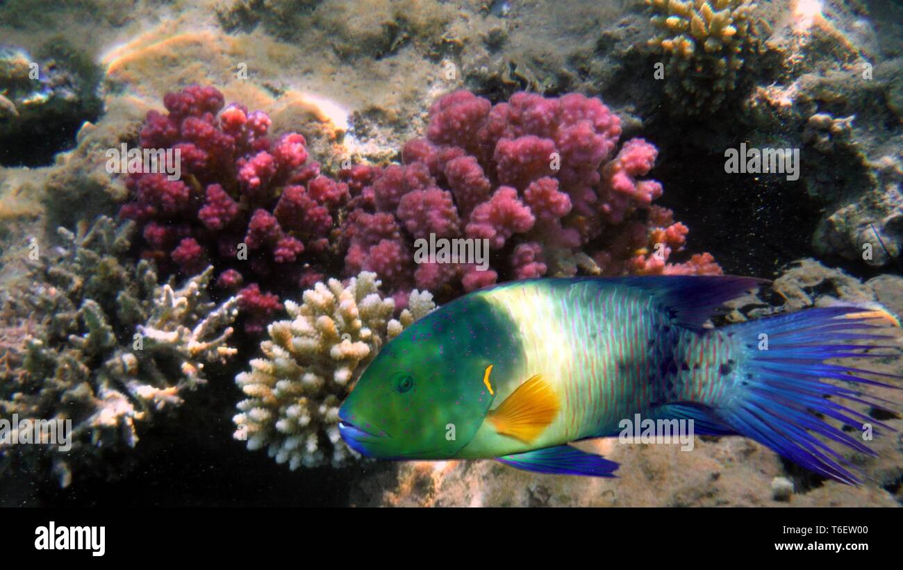 Bunte Fische unter Wasser Stockfoto