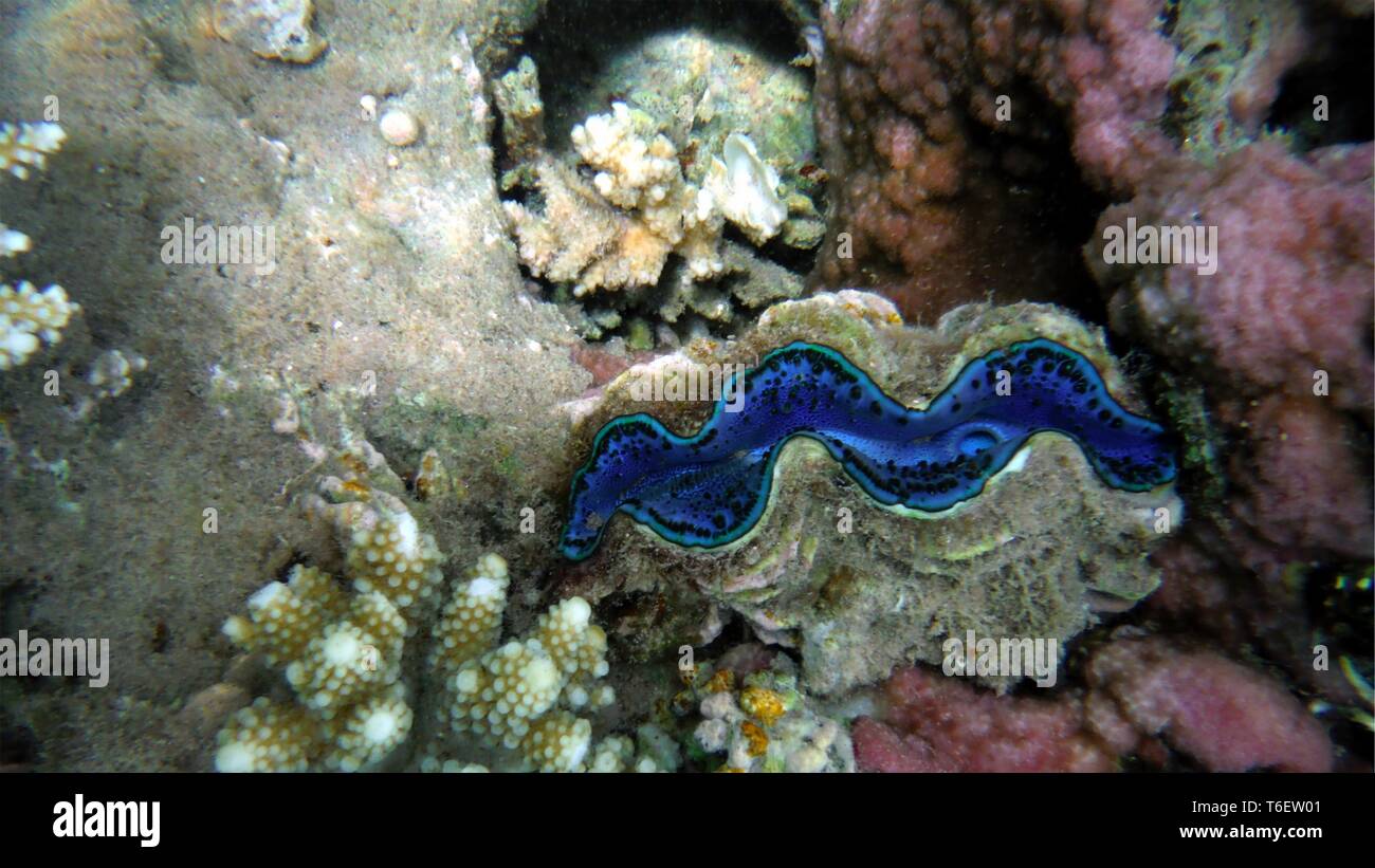 Farbenfrohe Muschel und Korallen im Wasser Stockfoto