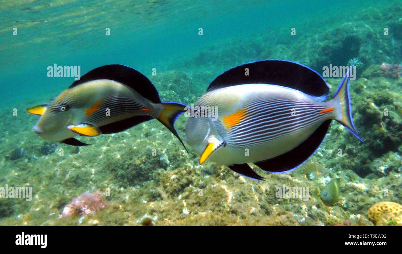 Bunte Fische unter Wasser Stockfoto