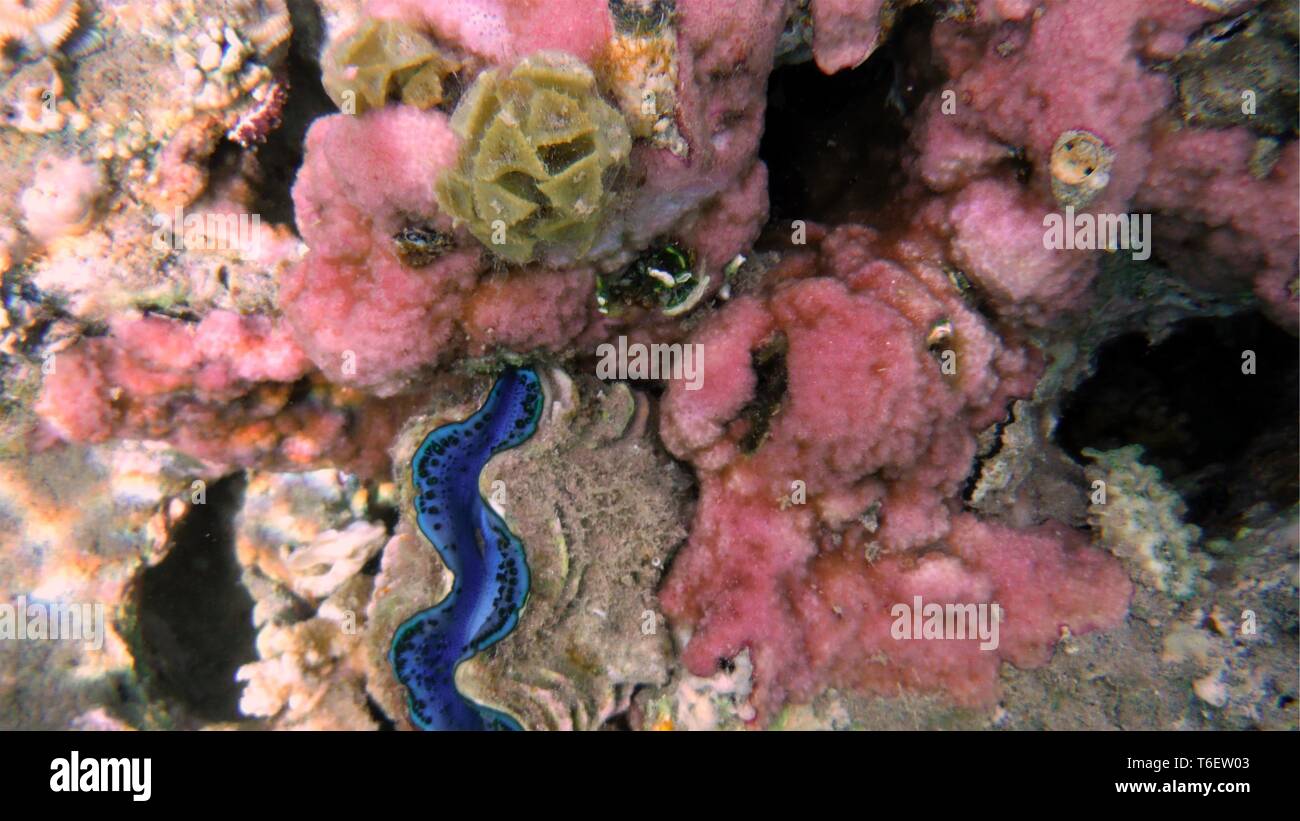 Farbenfrohe Muschel und Korallen im Wasser Stockfoto