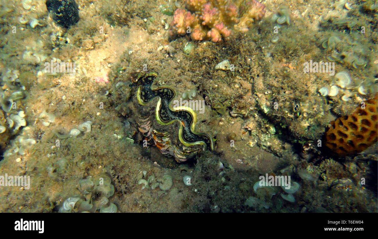 Farbenfrohe Muschel und Korallen im Wasser Stockfoto
