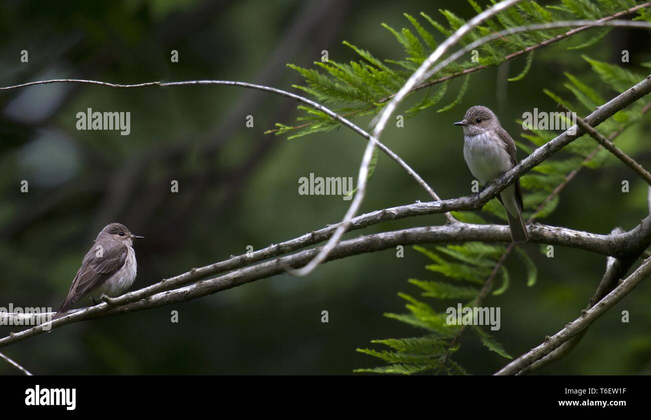 Beschmutzt, Muscicapa striata Stockfoto