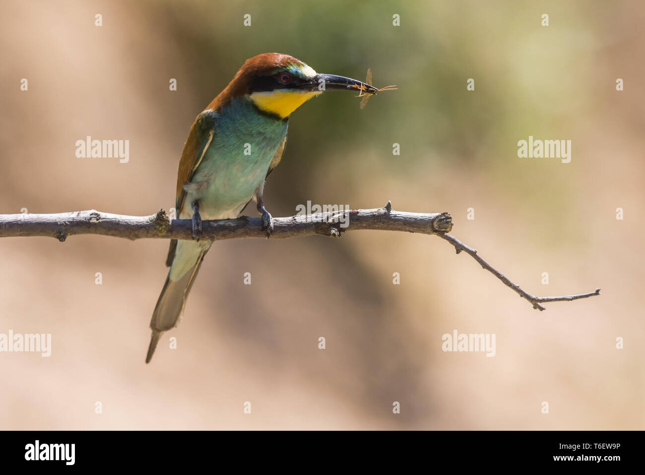 Eurasischen Bienenfresser (Merops apiaster) Stockfoto