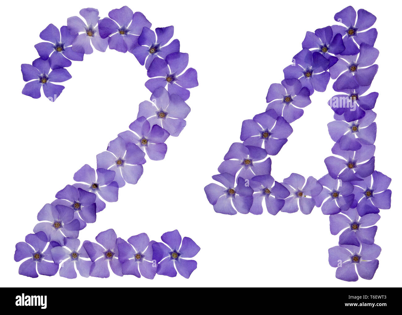 Ziffern 24, 24, aus natürlichen blauen Blüten von Immergrün, auf weißem Hintergrund Stockfoto