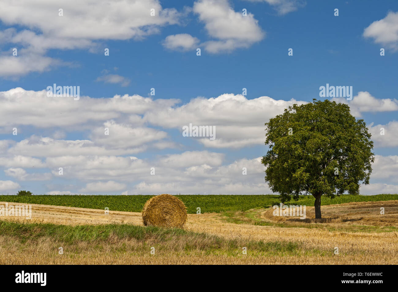 Walnuss (Juglans regia) und Cloud Sky Stockfoto