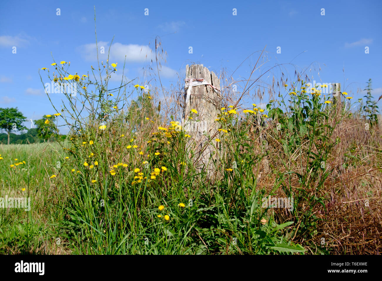 Sommer in Deutschland Stockfoto