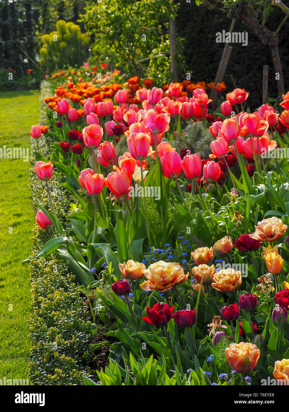 Portrait Bild von chenies Manor Gardens sonnigen Tulip Grenze im April, Chenies, Buckinghamshire, durch Gitter und frischen grünen Rasen eingerahmt. Stockfoto