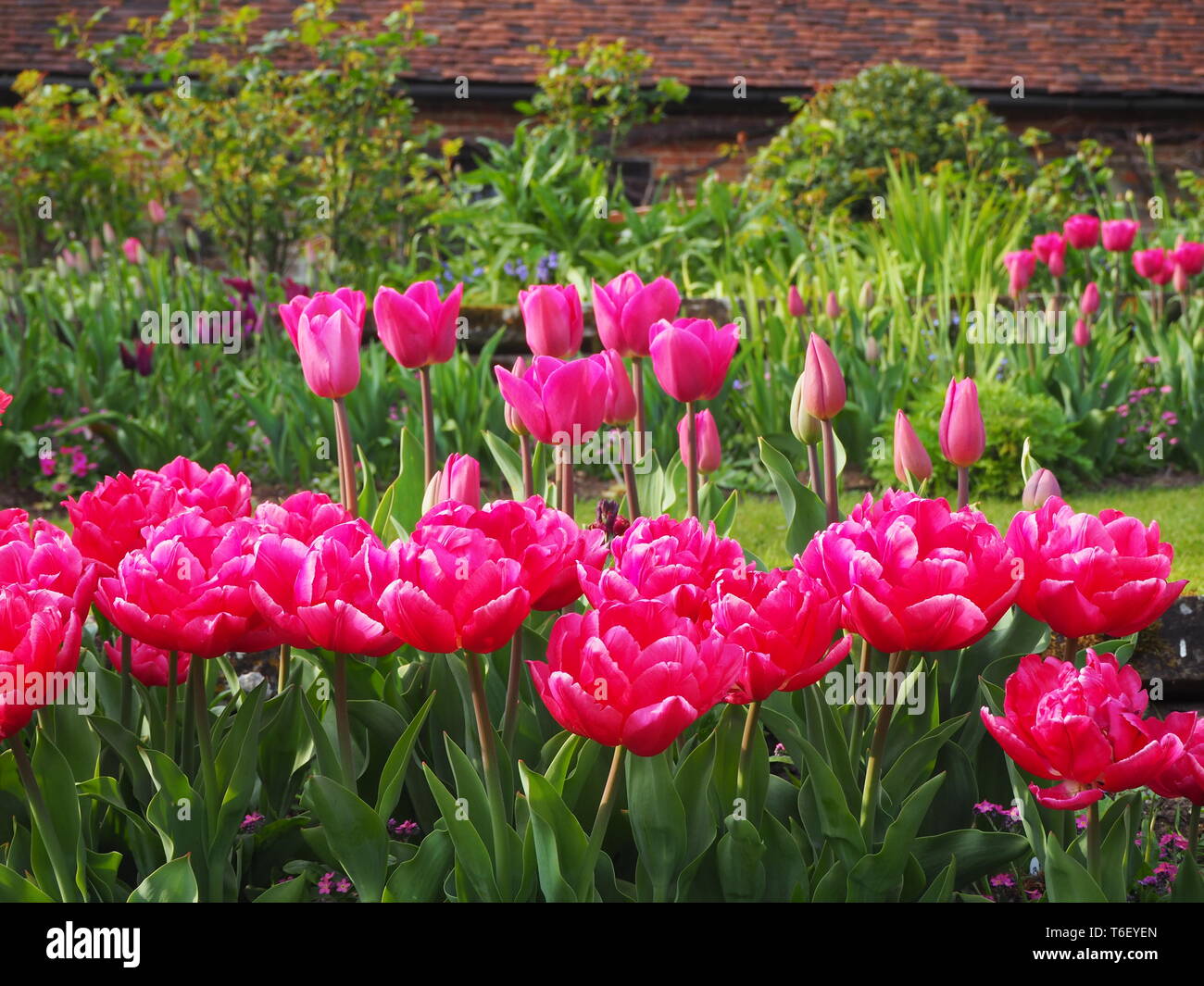 Shocking pink tulip Grenzen Chenies Manor im April.; Masse Anpflanzung von Tulip Sorten in Topform in einem schön gestalteten Sunken Garden. Stockfoto