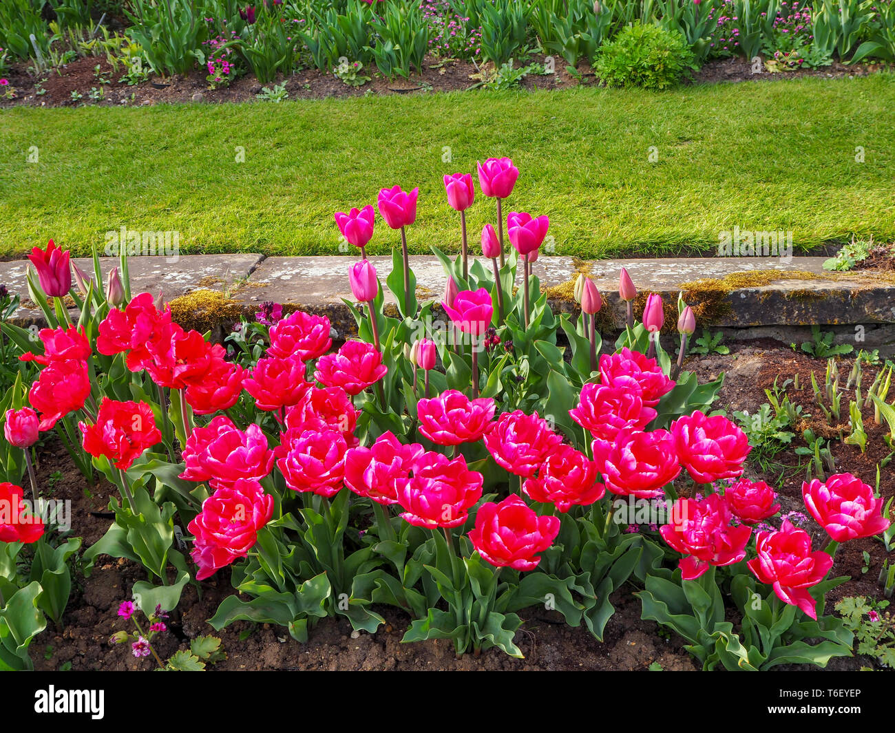 Shocking pink tulip Grenzen Chenies Manor im April.; Masse Anpflanzung von Tulip Sorten in Topform in einem schön gestalteten Sunken Garden. Stockfoto