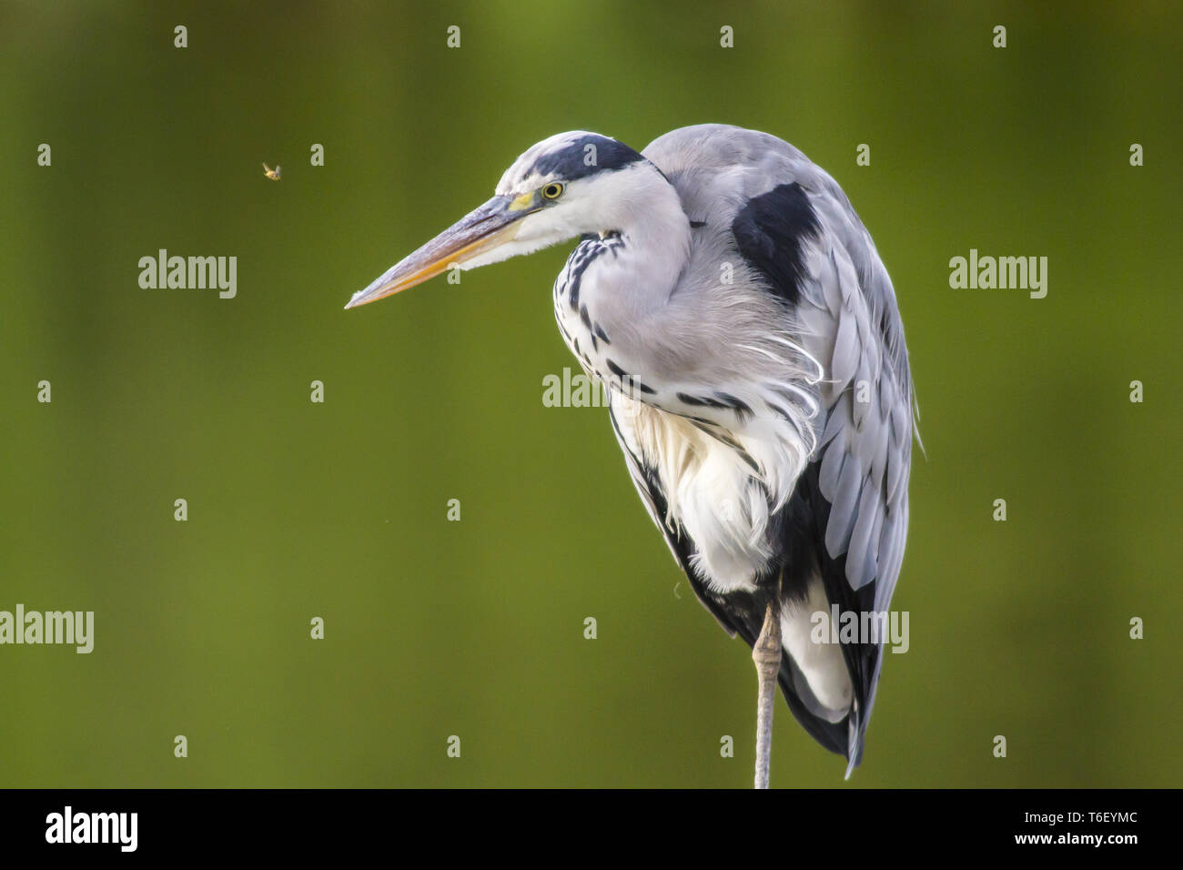 Graureiher (Ardea cinerea) Stockfoto