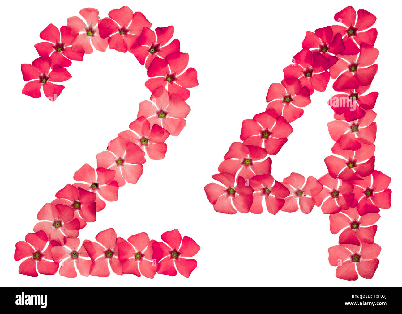 Ziffern 24, 24, aus natürlichen roten Blüten der Strandschnecke auf weißem Hintergrund Stockfoto