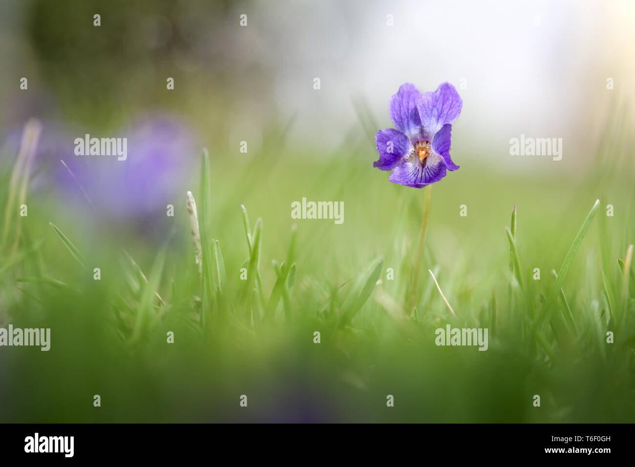 Duftendes Violett, Viola Odorata, Nahaufnahme Stockfoto