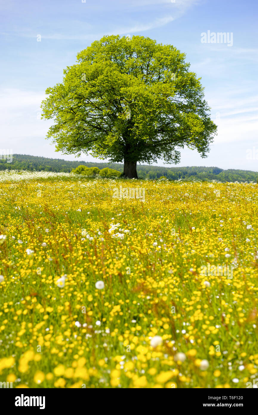 Einzelne große Buche im Feld mit perfekter Baumkrone Stockfoto