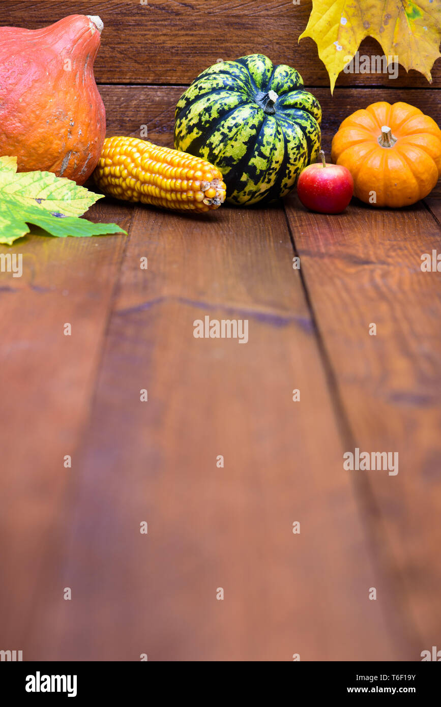 Dekorative Kürbis oder Zierpflanzen Kürbis Stockfoto