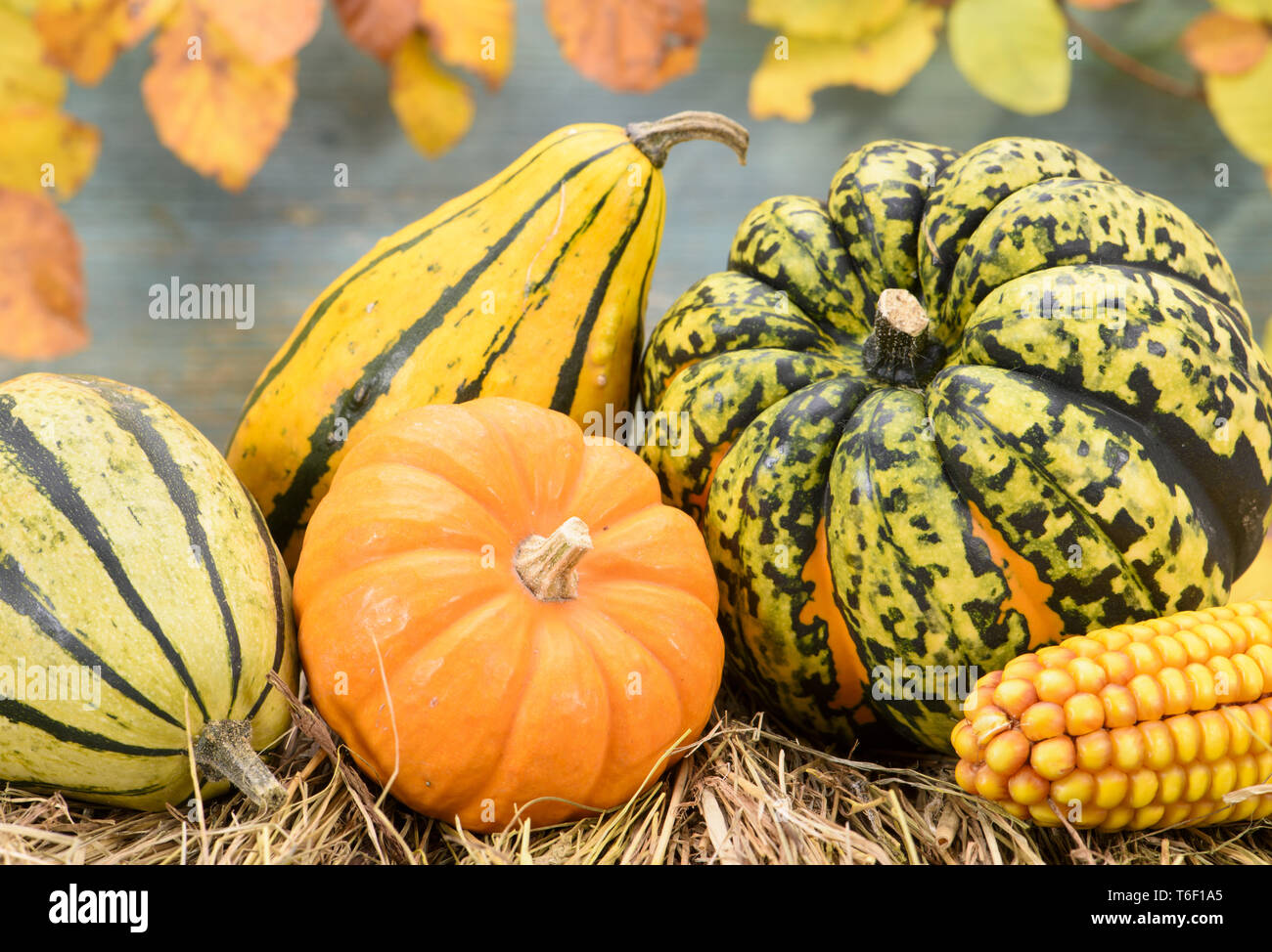 Herbstdekoration mit Kürbis und Blättern Stockfoto Herbstdekoration mit Kürbis und Blättern Stockfoto