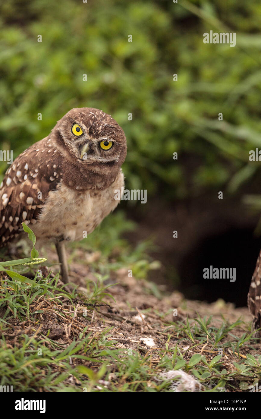 Nach Grabenden owl Athene cunicularia thront außerhalb der Höhle Stockfoto