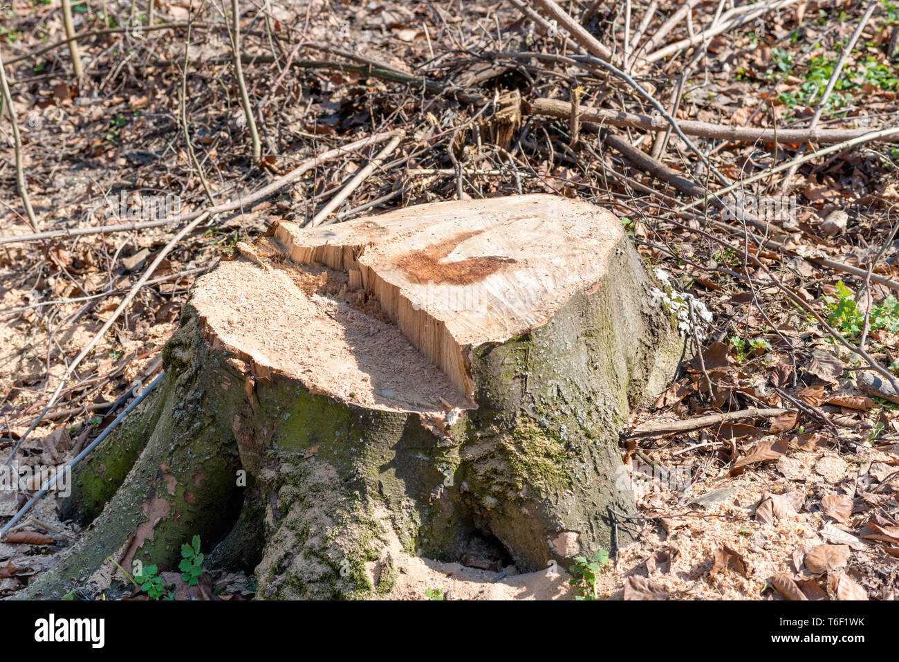 Aus großer Entfernung Baumstumpf Stockfoto