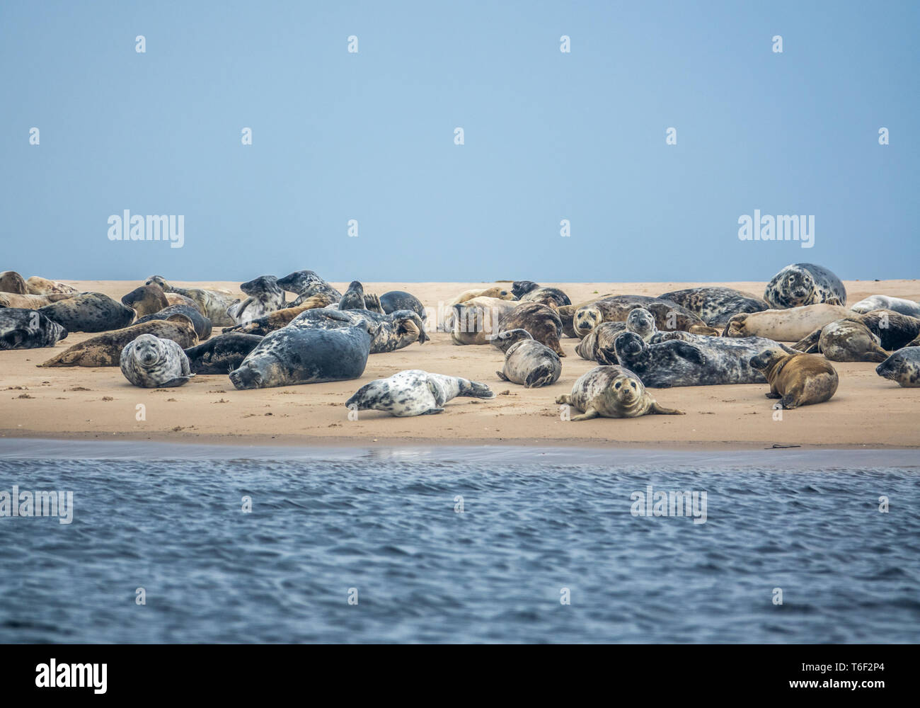 Kolonie von Seehunden Stockfoto