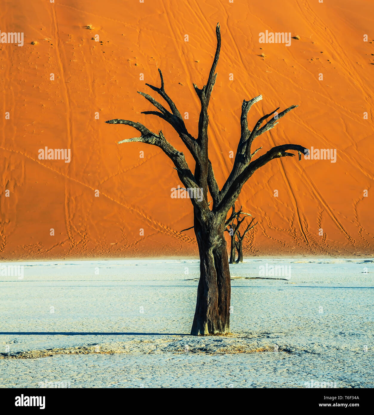 Orange Dune und getrockneten Bäume Stockfoto