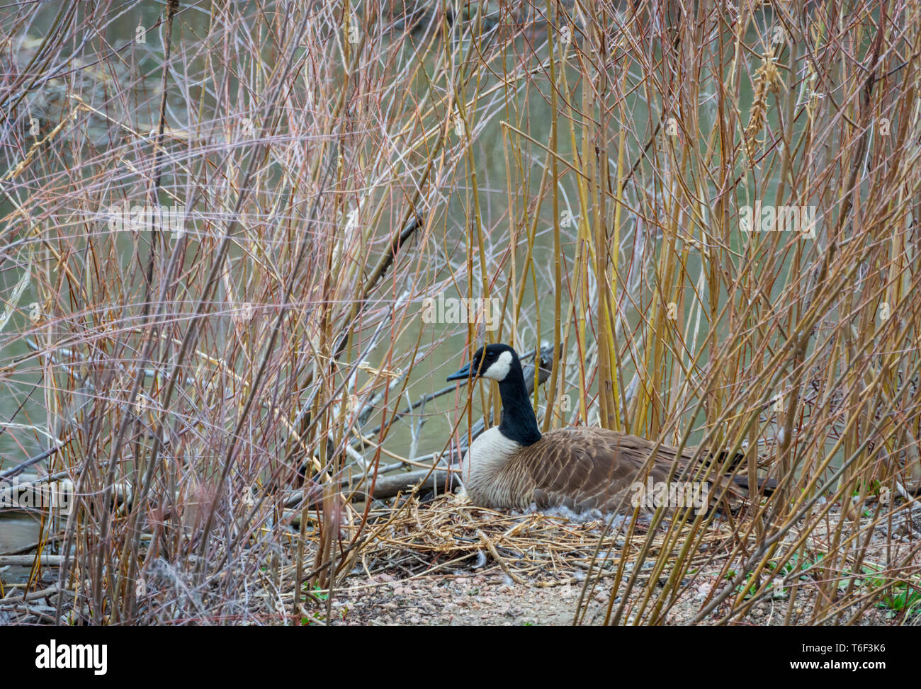 Weibliche Kanadagans (Branta canadensis) sitzen hier, Nest, Eier brüten in Weiden an Wasser für Schutz umgeben, Castle Rock Colorado USA. Stockfoto