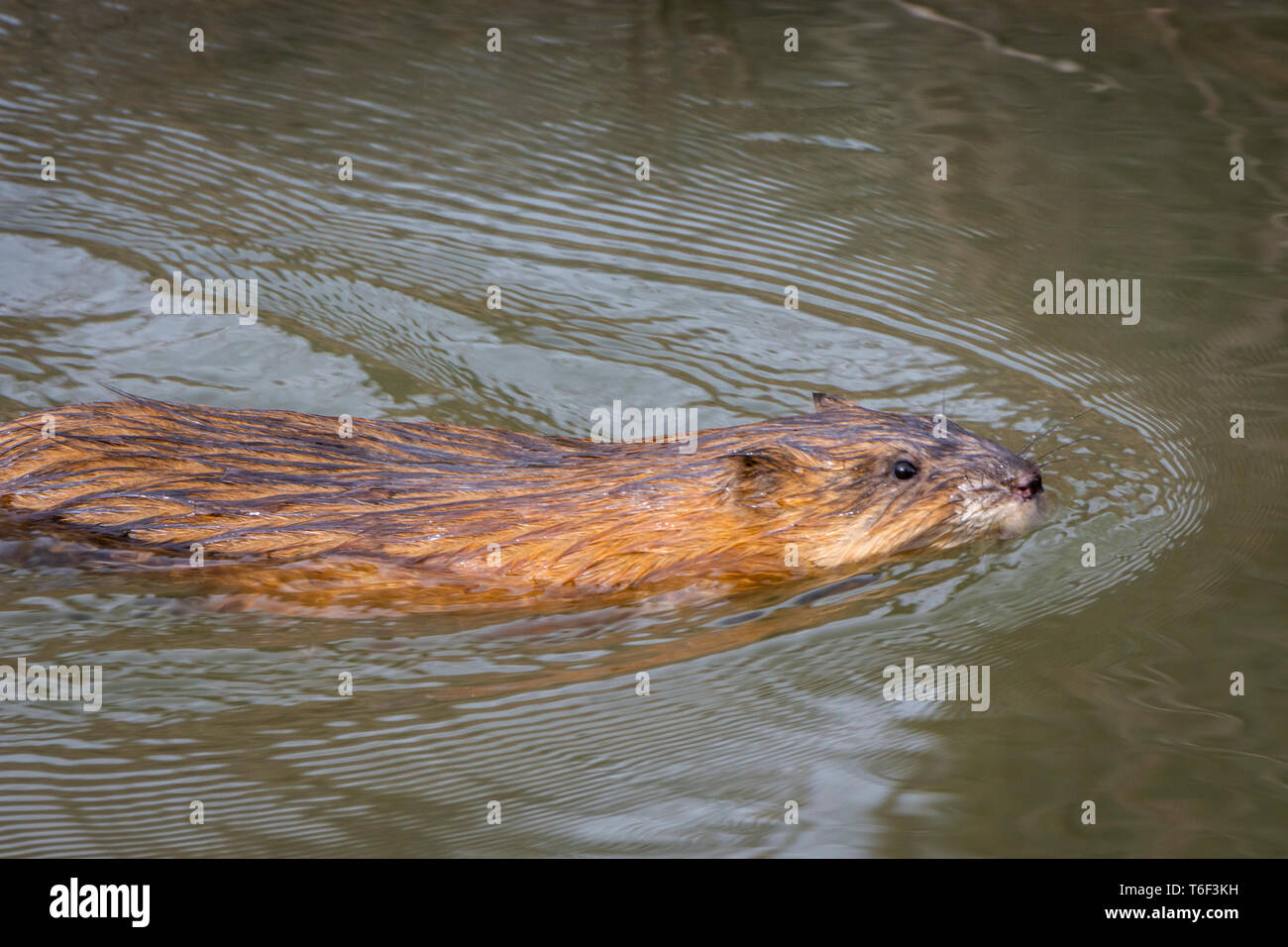 Bisamratte (Ondatra zibethicus) Schwimmen in Beaver Teich, Castle Rock Colorado USA. Foto aufgenommen im April. Stockfoto